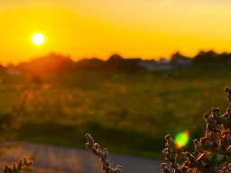 Waldweg Sonnenuntergang